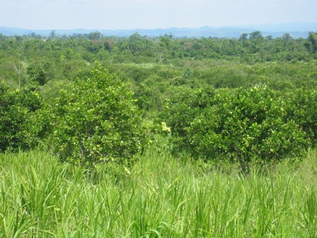 Don’s citrus grove