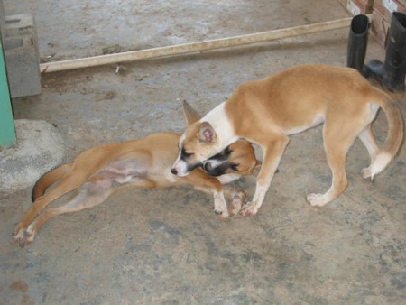 Don’s dogs and his boots